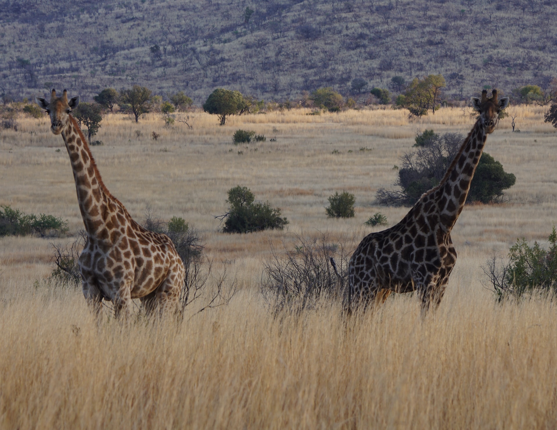 Wilde dieren in de bijzondere natuur van Zuid-Afrika
