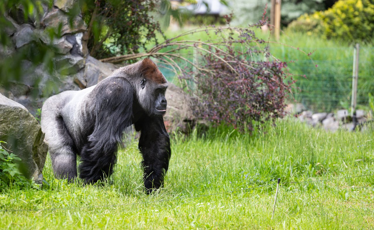 Gorilla’s ontmoeten in het hart van Rwanda
